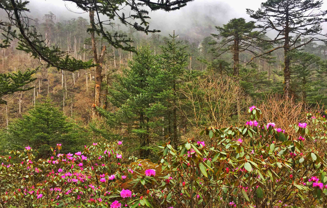 Yumthang Valley