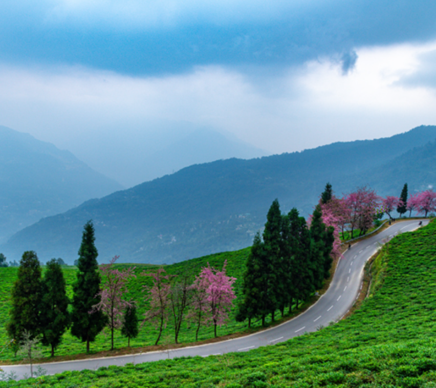 Temi Tea Garden